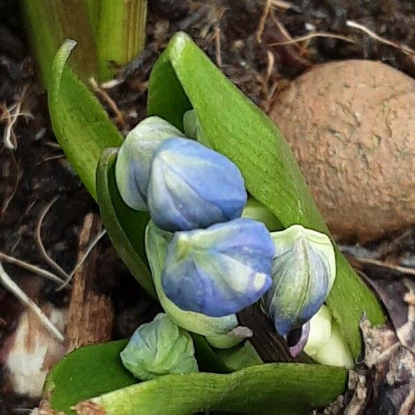 Puschkinia scilloides Квітка