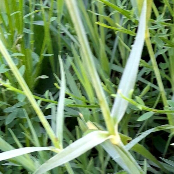 Dianthus carthusianorum Blad