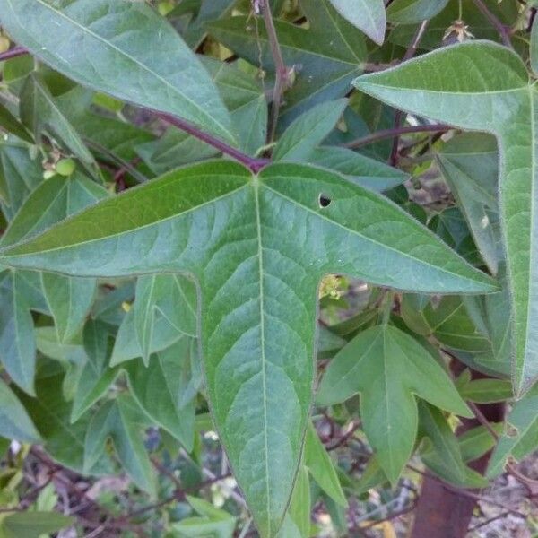 Passiflora suberosa Leaf