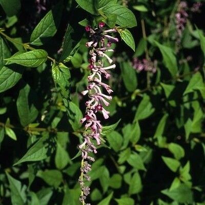 Buddleja lindleyana Fiore