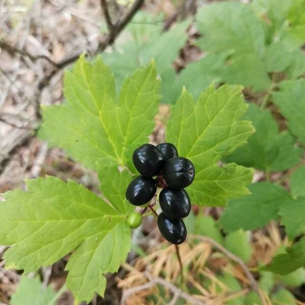 Actaea spicata Ffrwyth