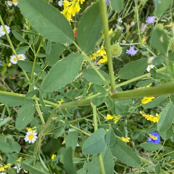 Melilotus officinalis Yaprak