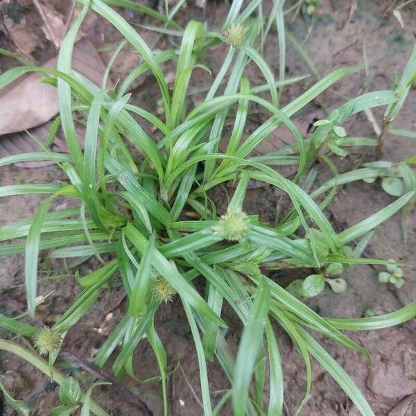 Cyperus brevifolius Bloem