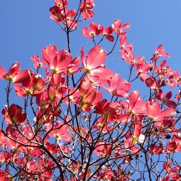 Cornus florida Natur