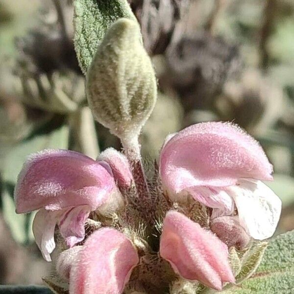 Phlomis purpurea Кветка