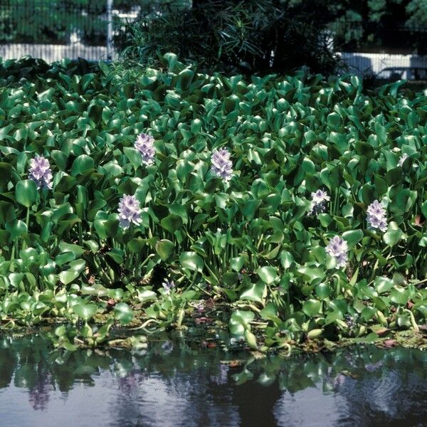 Pontederia crassipes Характер