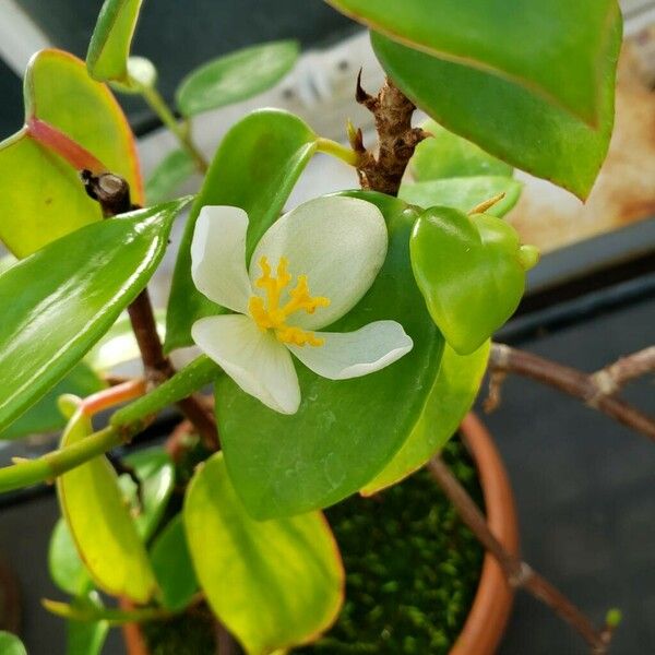Begonia molleri Flor