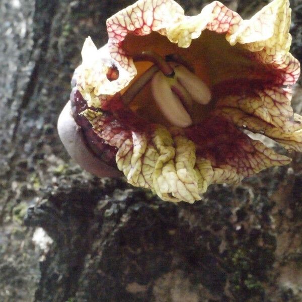 Crescentia alata Flower