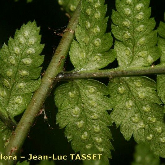 Dryopteris remota Liść