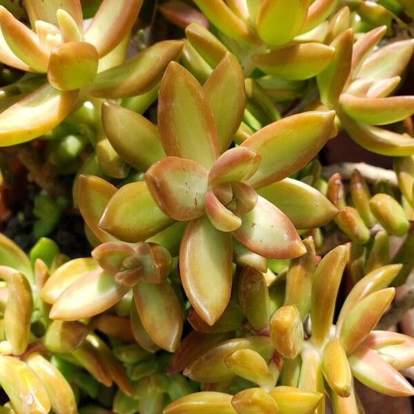 Sedum adolphi Blad