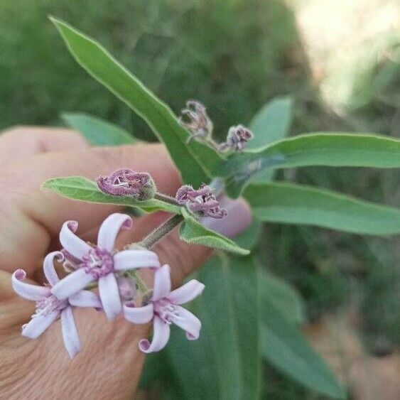 Oxypetalum solanoides Flor