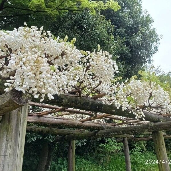 Wisteria floribunda ശീലം