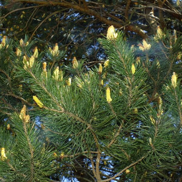 Pinus sylvestris موطن