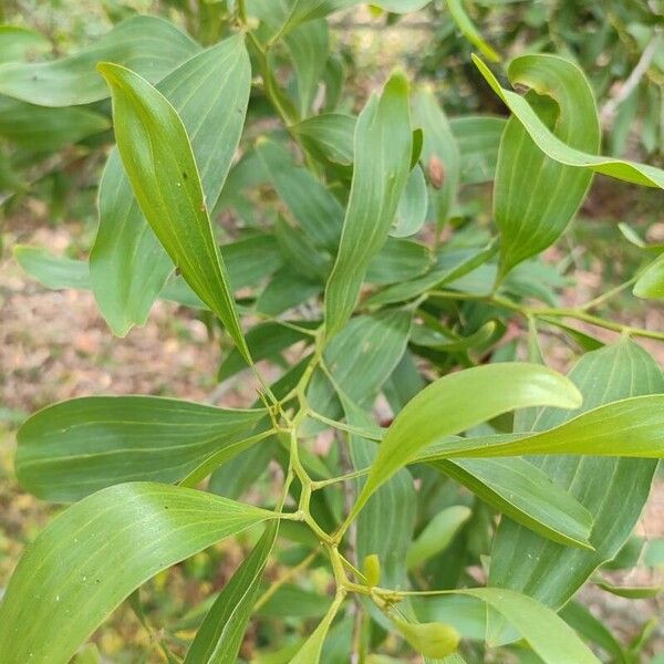 Acacia melanoxylon Hoja