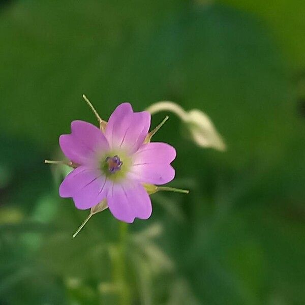 Geranium columbinum Floare