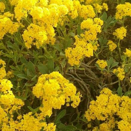 Alyssum murale Λουλούδι