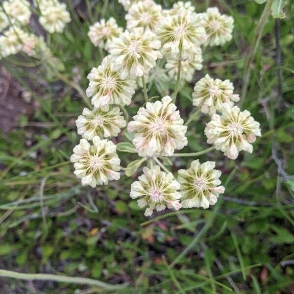 Eriogonum heracleoides Flor