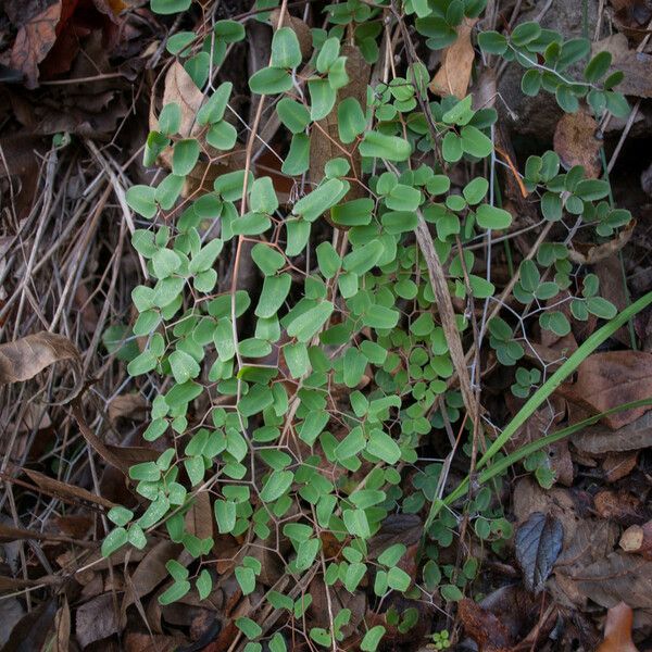 Hemionitis ovata Costuma