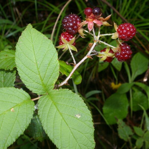 Rubus adenotrichos Плод