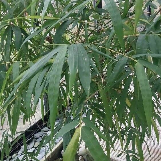 Phyllostachys aurea 葉