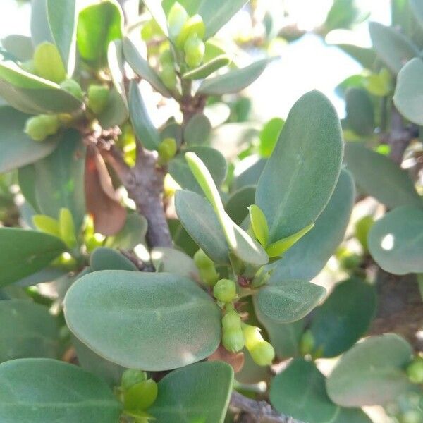 Pyrostria phyllanthoidea Fruto