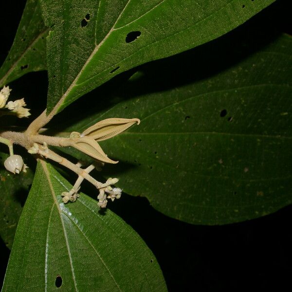 Miconia albertobrenesii Liść