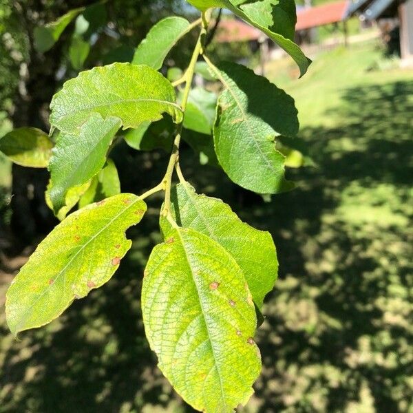 Salix caprea List