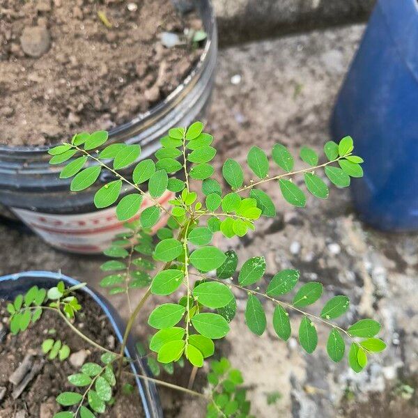 Phyllanthus tenellus Hoja