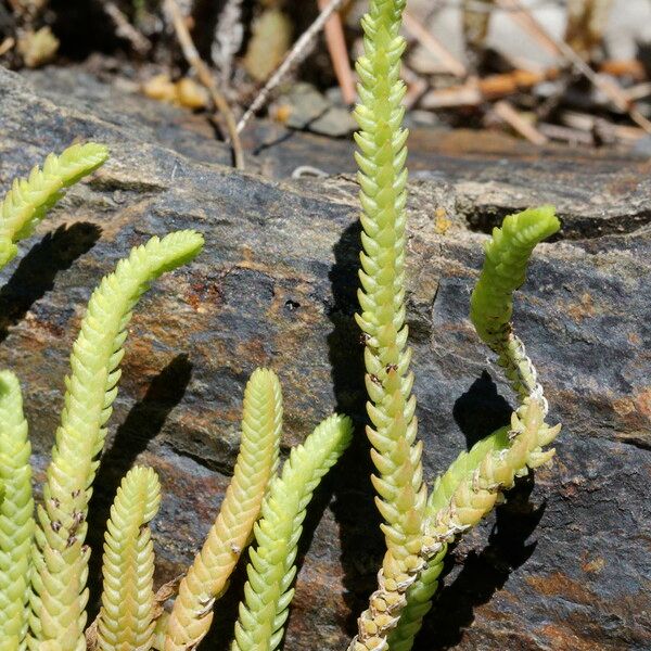 Crassula muscosa Arall