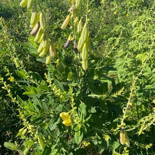 Crotalaria spectabilis Агульны выгляд