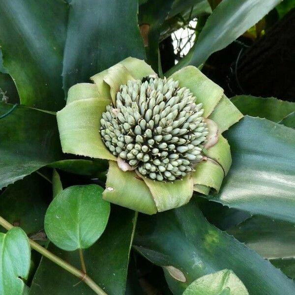 Ananas comosus Flor