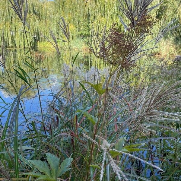 Filipendula rubra عادت