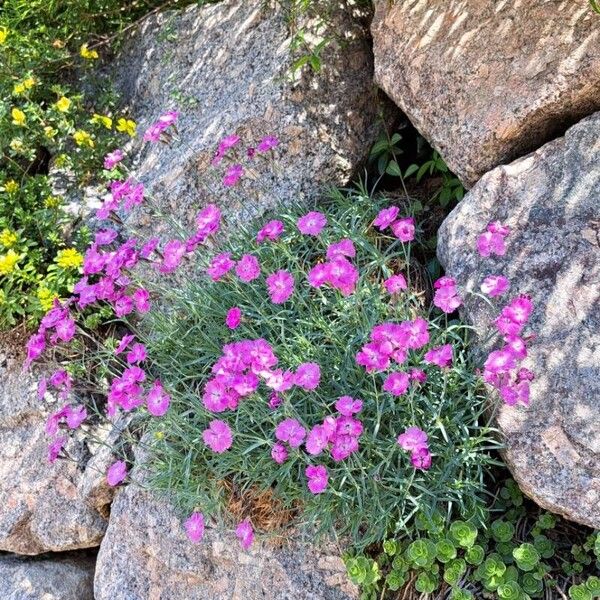 Dianthus gratianopolitanus Pokrój