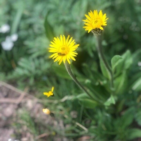 Arnica montana Лист