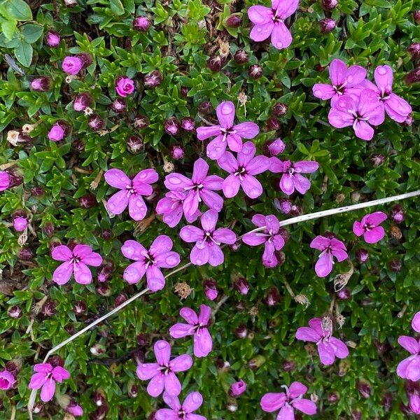 Silene acaulis Flower