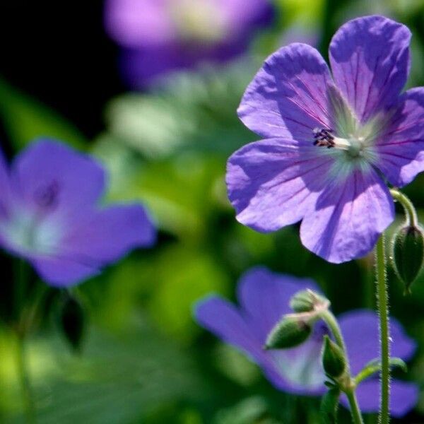 Geranium pratense Bloem