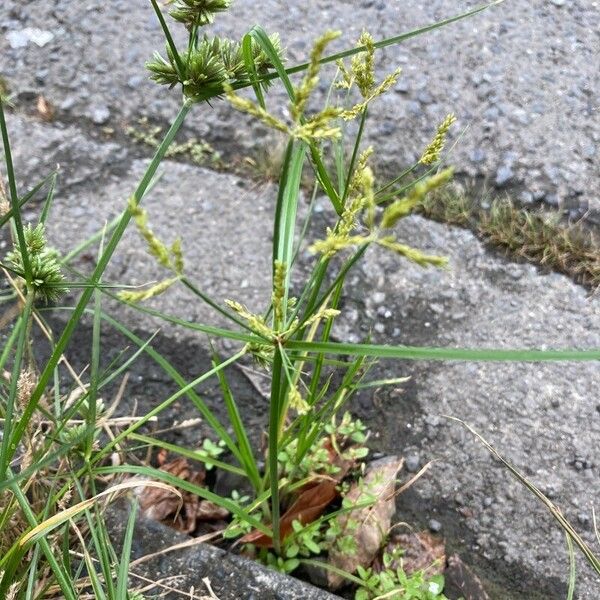 Cyperus iria Hàbitat