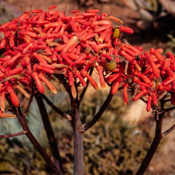 Aloe striata Flor