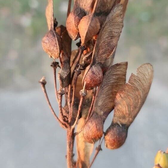 Acer opalus Fruit