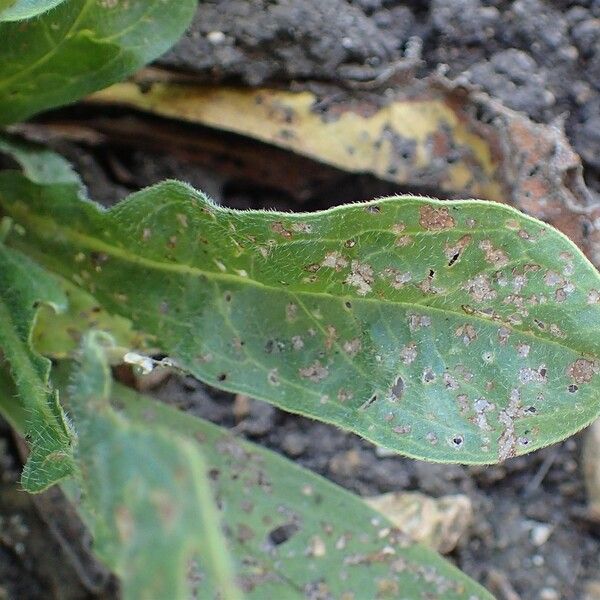 Decalepidanthus echioides Leaf