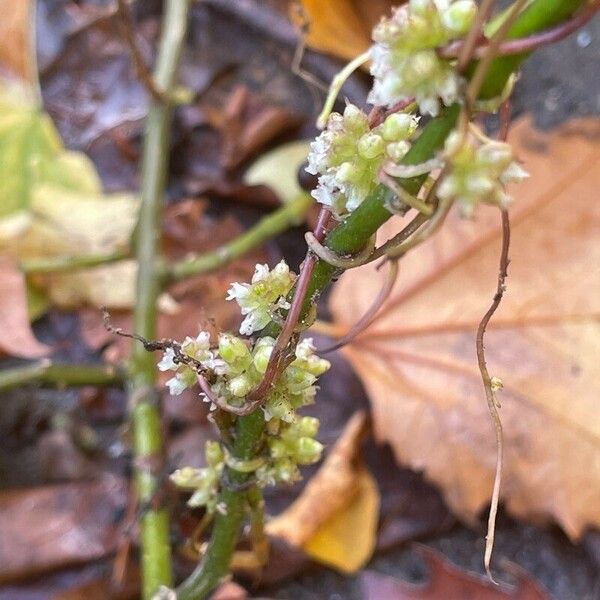 Cuscuta europaea फल