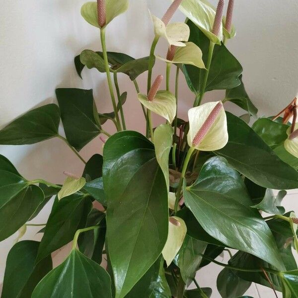 Anthurium scherzerianum Kvet