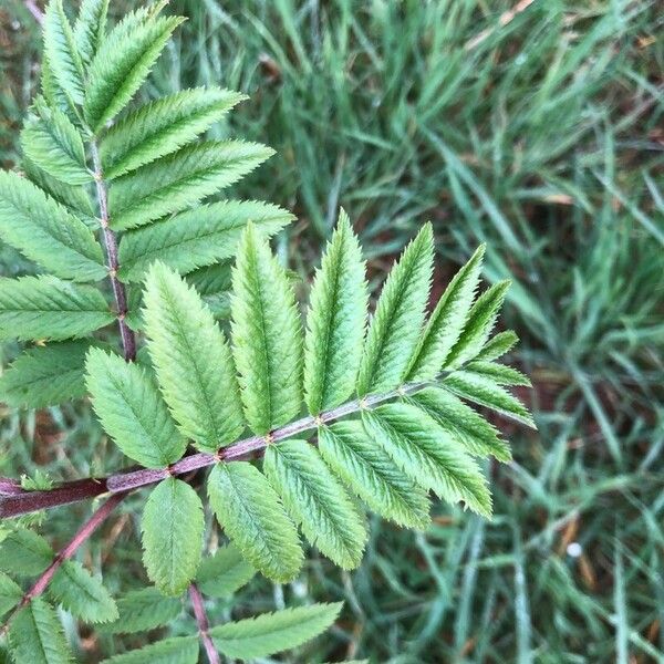 Sorbus aucuparia Φύλλο