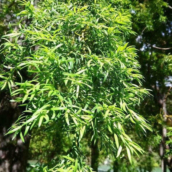 Podocarpus salignus برگ
