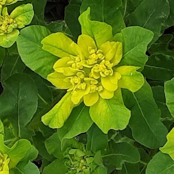 Euphorbia epithymoides Flor