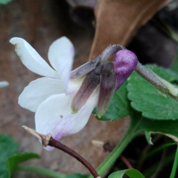 Viola alba Žiedas