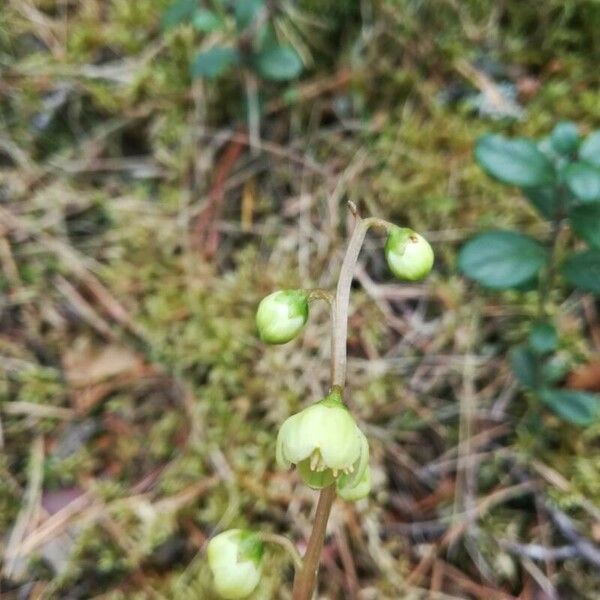 Pyrola chlorantha Flower