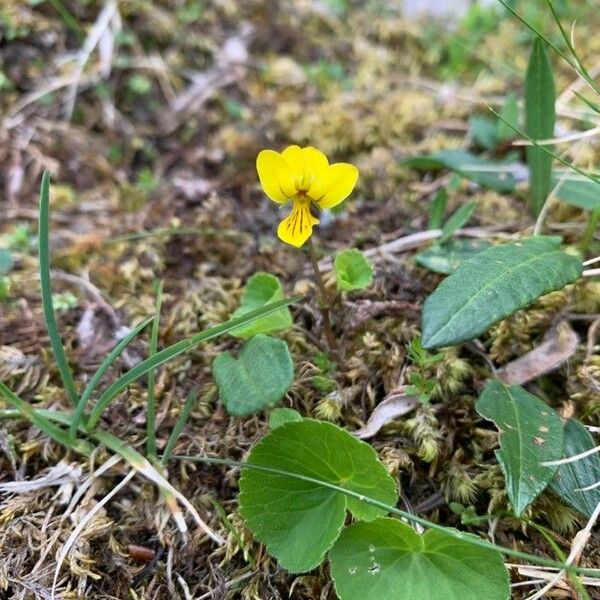 Viola biflora Floro