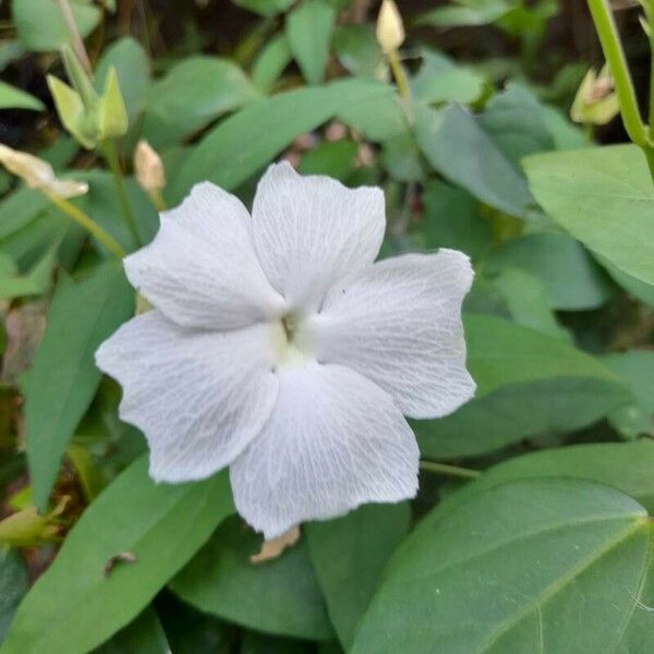 Thunbergia laevis Квітка