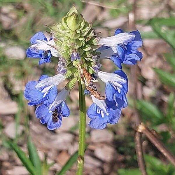 Salvia uliginosa Flower